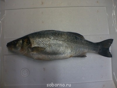 Рыбный день - image.jpg