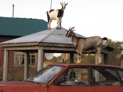 Ох уж эти козы  - IMG_0846[1].jpg