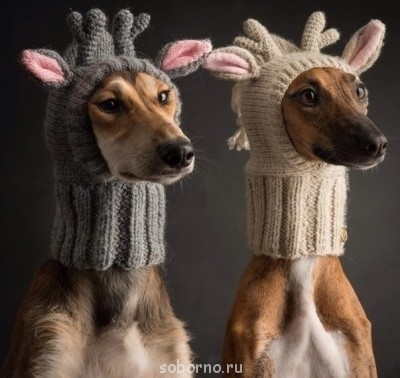 Они такие забавные смешные фото и видео  - image.jpg