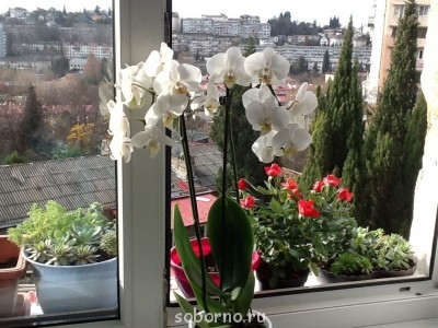 Домашние любимцы комнатные цветы  - image.jpg