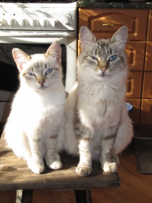 Кошки - очарование МОЁ - .jpg