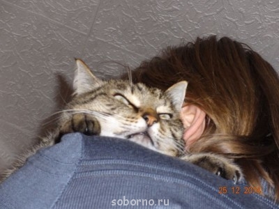 Кошки - очарование МОЁ - DSC03054.JPG