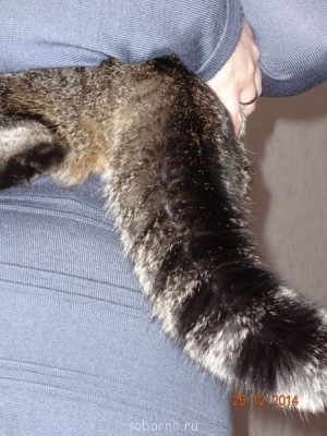 Кошки - очарование МОЁ - DSC03052.JPG