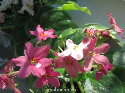 Домашние любимцы комнатные цветы  - IMG_5490.jpg