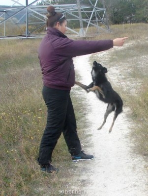 Наши верные друзья - собаки - DSC04465.jpg