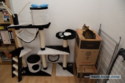 Они такие забавные смешные фото и видео  - 4604719.jpg