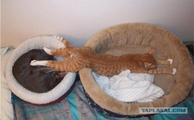 Они такие забавные смешные фото и видео  - 4604745.jpg