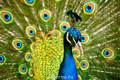 Аватар, аватар, аватар.... - павлин.jpg