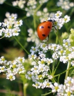 Аватар, аватар, аватар.... - sRQWhCKQ8_M[1].jpg