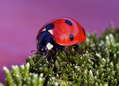 Аватар, аватар, аватар.... - бож_к2.jpg