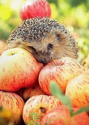 Аватар, аватар, аватар.... - SBjGIWmdwt8.jpg