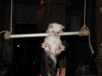 Кошки - очарование МОЁ - IMG_0852[1].jpg