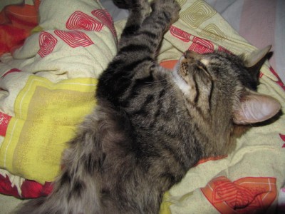 Кошки - очарование МОЁ - IMG_0835[1].jpg