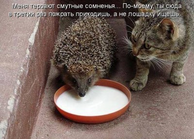 Они такие забавные смешные фото и видео  - 10933901_10153003204954025_2529703641107856568_n.jpg