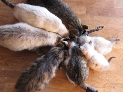 Кошки - очарование МОЁ - IMG_0869[1].jpg