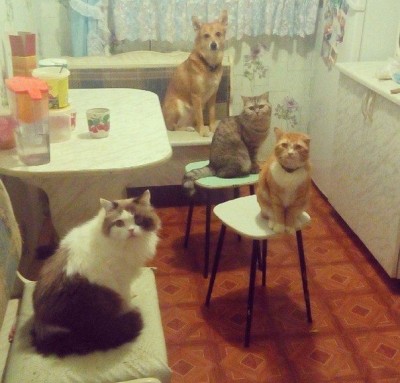 Они такие забавные смешные фото и видео  - 1374857_1060092137351082_6676230387621399479_n.jpg