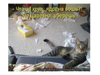 Они такие забавные смешные фото и видео  - юмор кот.jpg