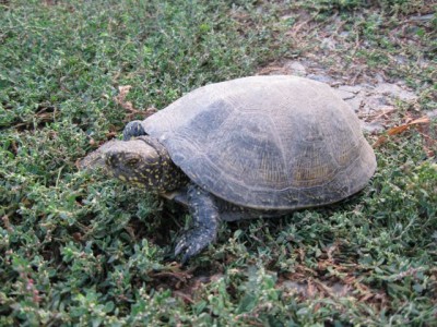 Черепаха - IMG_4480.jpg