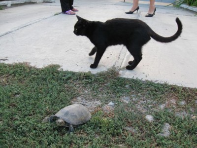 Черепаха - IMG_4481.jpg