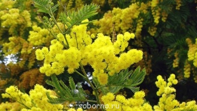 Посиделки - image.jpg