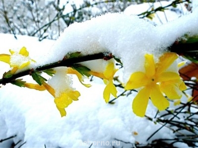 Посиделки - GHTYTПОДСНЕЖНИКИ ПОД СНЕГОМ.jpg