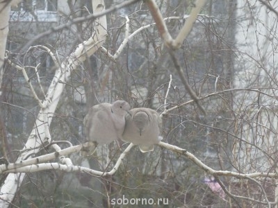 из окна кабинета