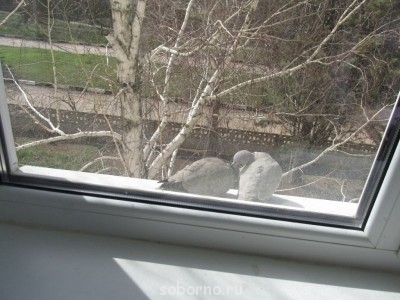 Они такие забавные смешные фото и видео  - 1.jpg