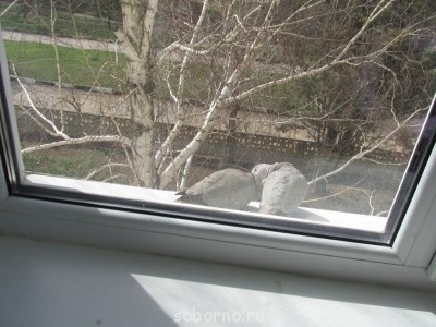 Они такие забавные смешные фото и видео  - 5.jpg