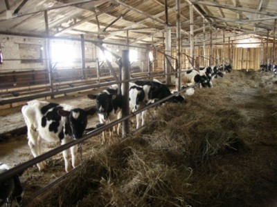 Храм-памятник Святителя Николая в с.Кленовском - ферме_1.jpg