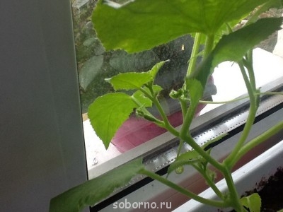 Огород на балконе - image.jpg