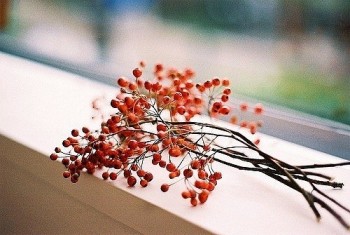 Святитель Игнатий Брянчанинов Избранное  - hyujkРЯБИНКА НА ОКНЕ.jpg