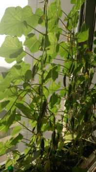 Огород на балконе - DSC_0404.JPG