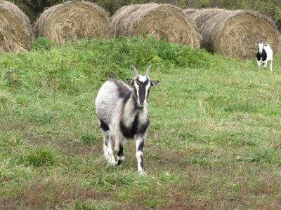 Конкурс на лучшее имя для козы  - IMG_0793[1].jpg