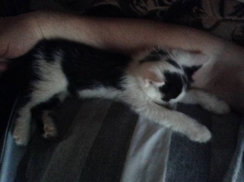 Кошки - очарование МОЁ - image.jpg