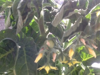 Наша дача и приусадебный участок - image.jpg