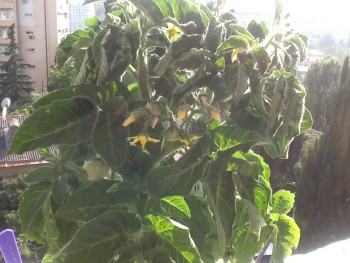 Наша дача и приусадебный участок - image.jpg