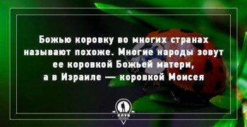 Всякая всячина - d54825dc7273e207d4f4e4d31babe54d.jpg