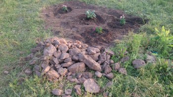 Наша дача и приусадебный участок - DSC_0488.JPG