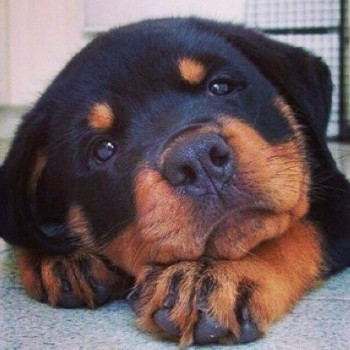 Доброе утро и Спокойной ночи  - image.jpg