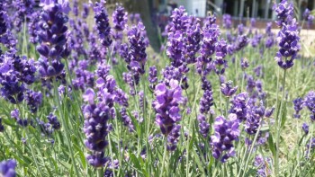 Доброе утро и Спокойной ночи  - image.jpg