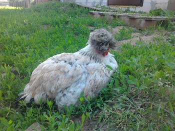 Птичий двор - Фото2875.jpg