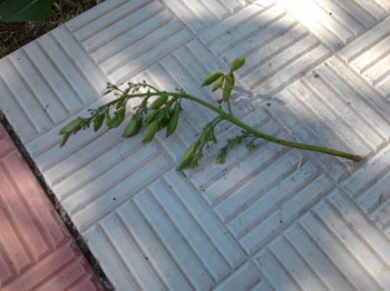 Наша дача и приусадебный участок - Фото2899.jpg