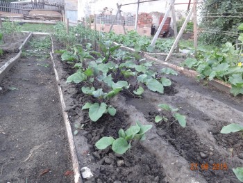 Наша дача и приусадебный участок - DSC00018.JPG