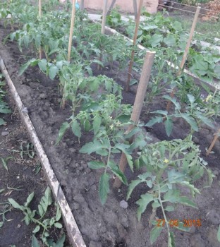 Наша дача и приусадебный участок - DSC00019.JPG