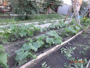 Наша дача и приусадебный участок - DSC00021.JPG