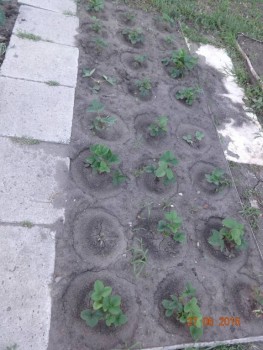 Наша дача и приусадебный участок - DSC00022.JPG