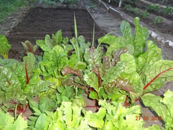 Наша дача и приусадебный участок - DSC00023.JPG