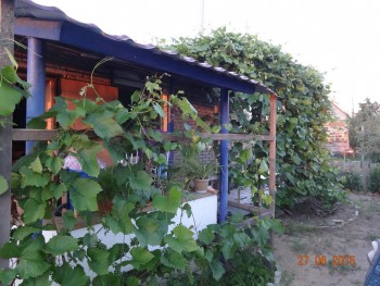 Наша дача и приусадебный участок - DSC00024.JPG