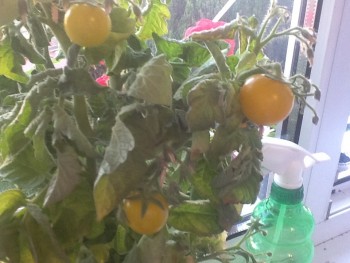 Что у нас сегодня к столу - image.jpg