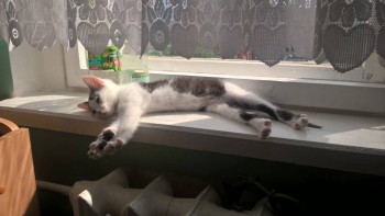 Кошки - очарование МОЁ - WP_20150715_15_29_36_Pro.jpg